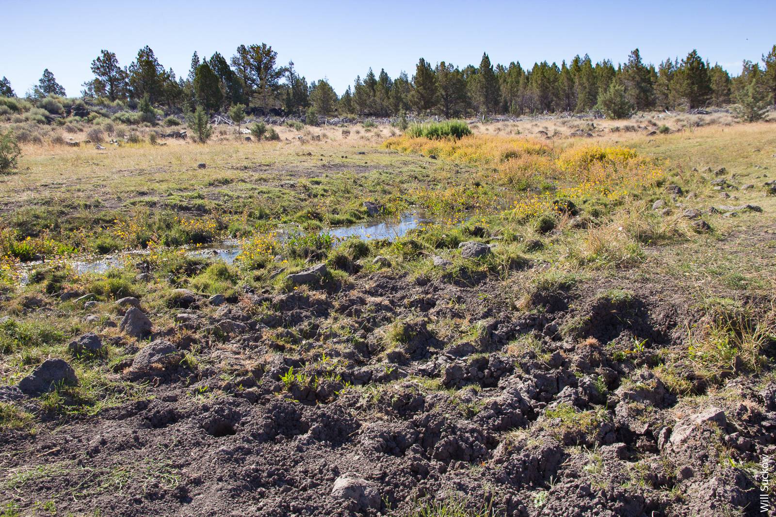Wild horse impacts near Bottle Springs, Modoc National Forest.