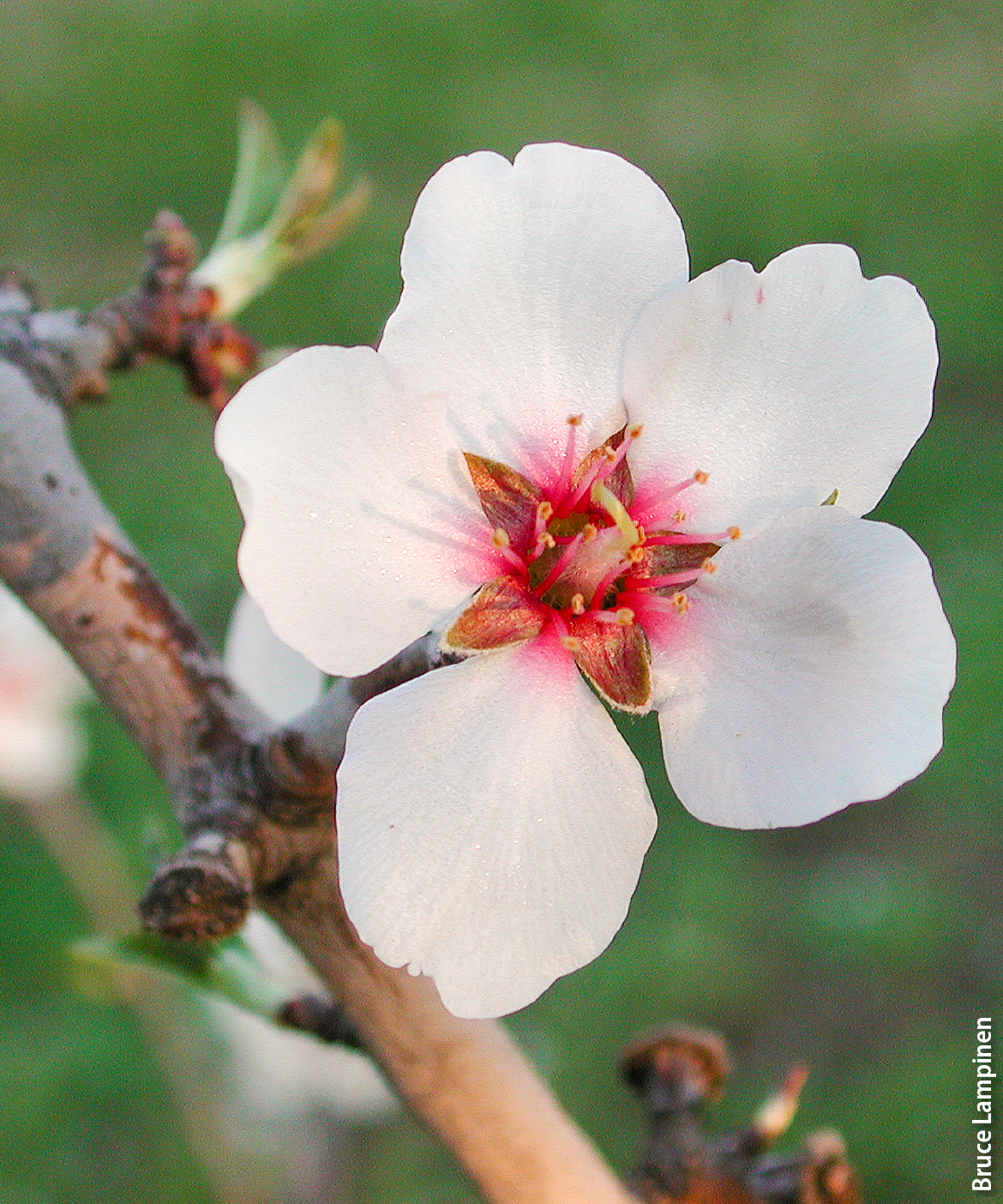 An almond spur with a flower in full bloom. The number of flowers that set fruit determines the final kernel yield per tree.