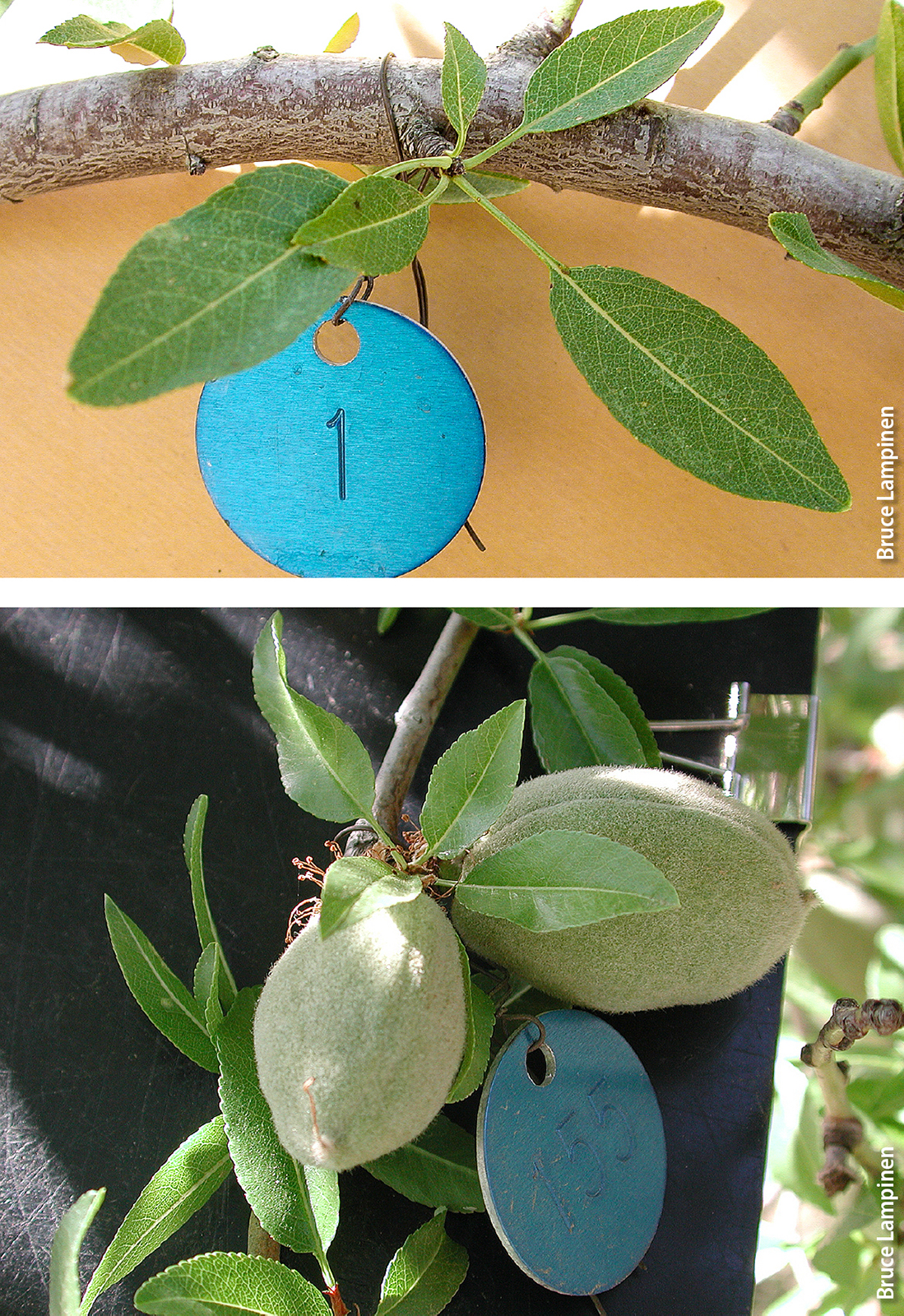 A vegetative almond spur, top, and fruitful spur, bottom, marked with aluminum tags. Spurs are short lateral shoots that are the main flowering and fruit bearing units in almond trees.