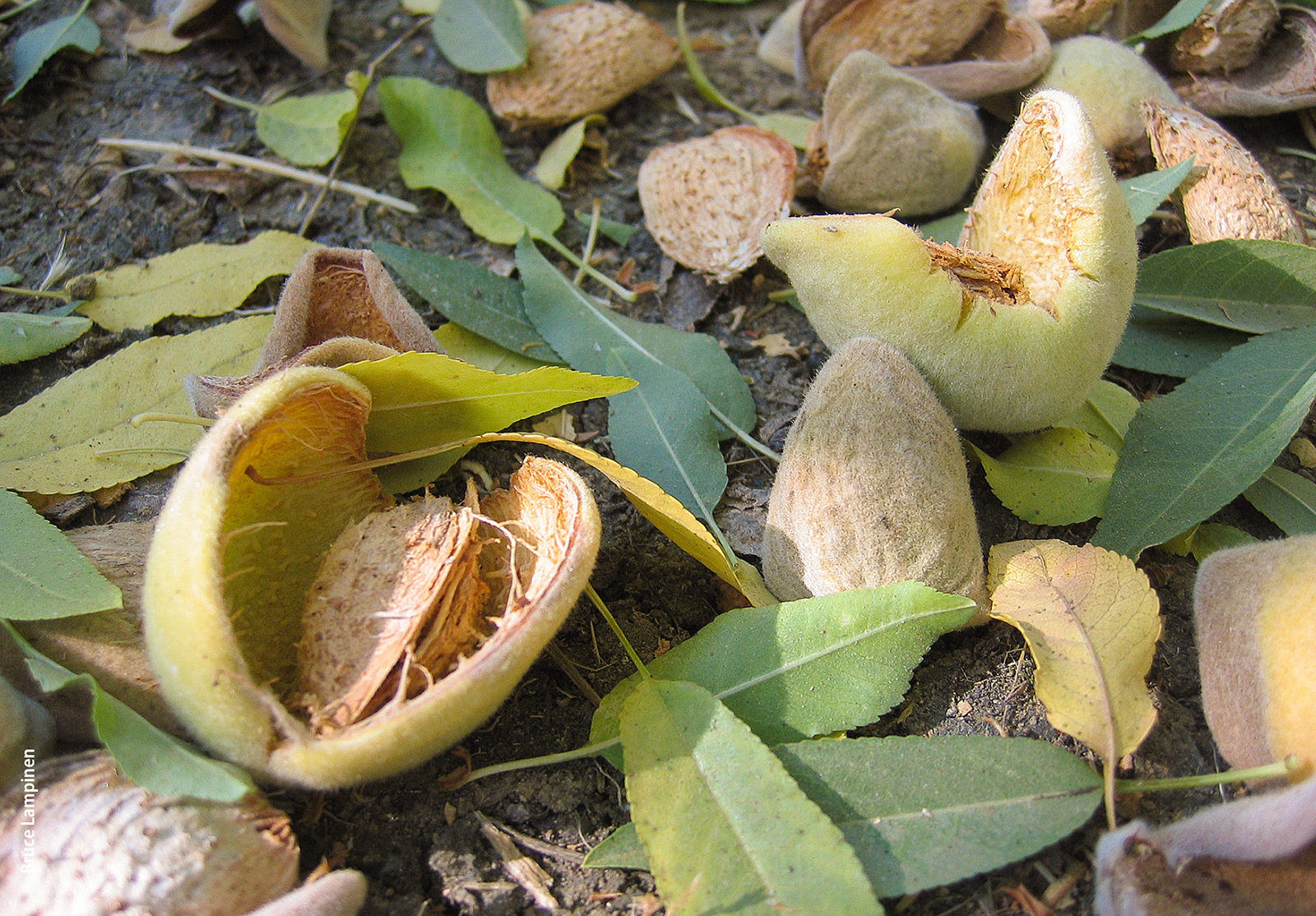 Almond nuts and hulls at harvest time.