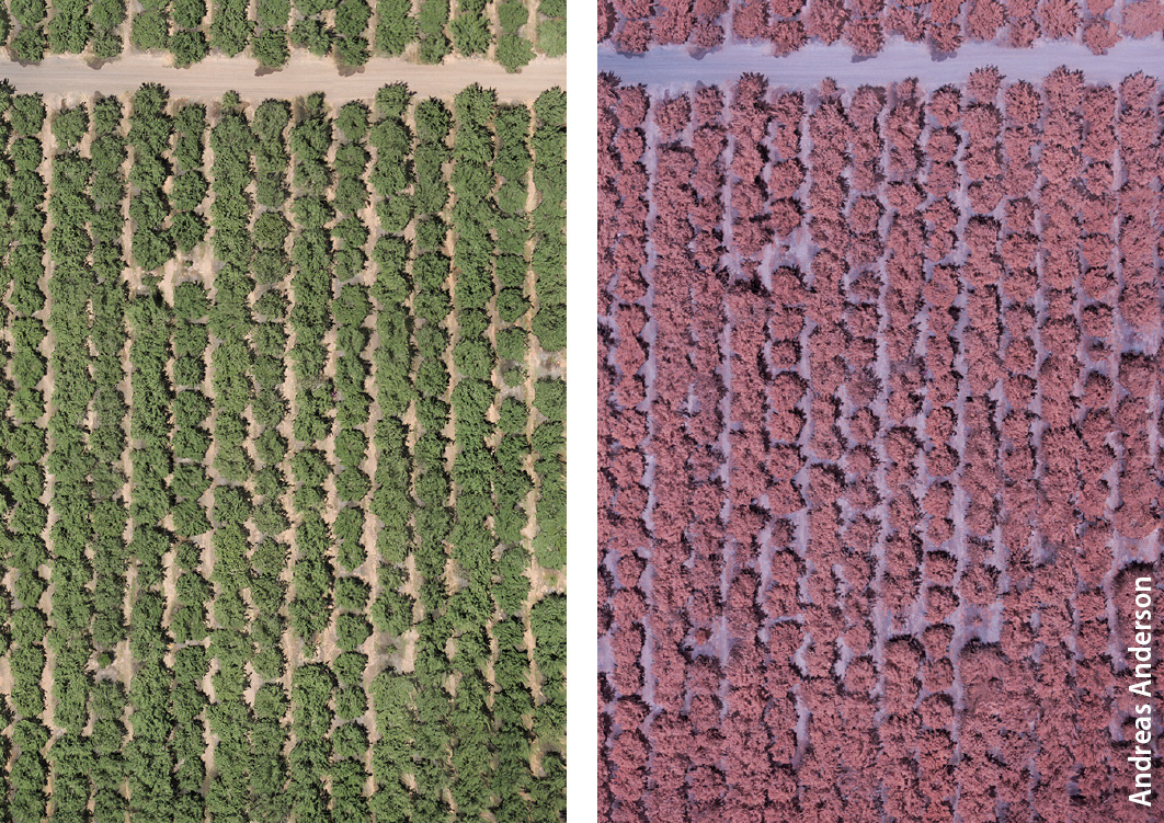 Visible-spectrum, left, and near-infrared (NIR), right, images of an almond orchard in Merced County. UC researchers are developing methods to use NIR imagery to quickly and accurately detect areas of water stress.