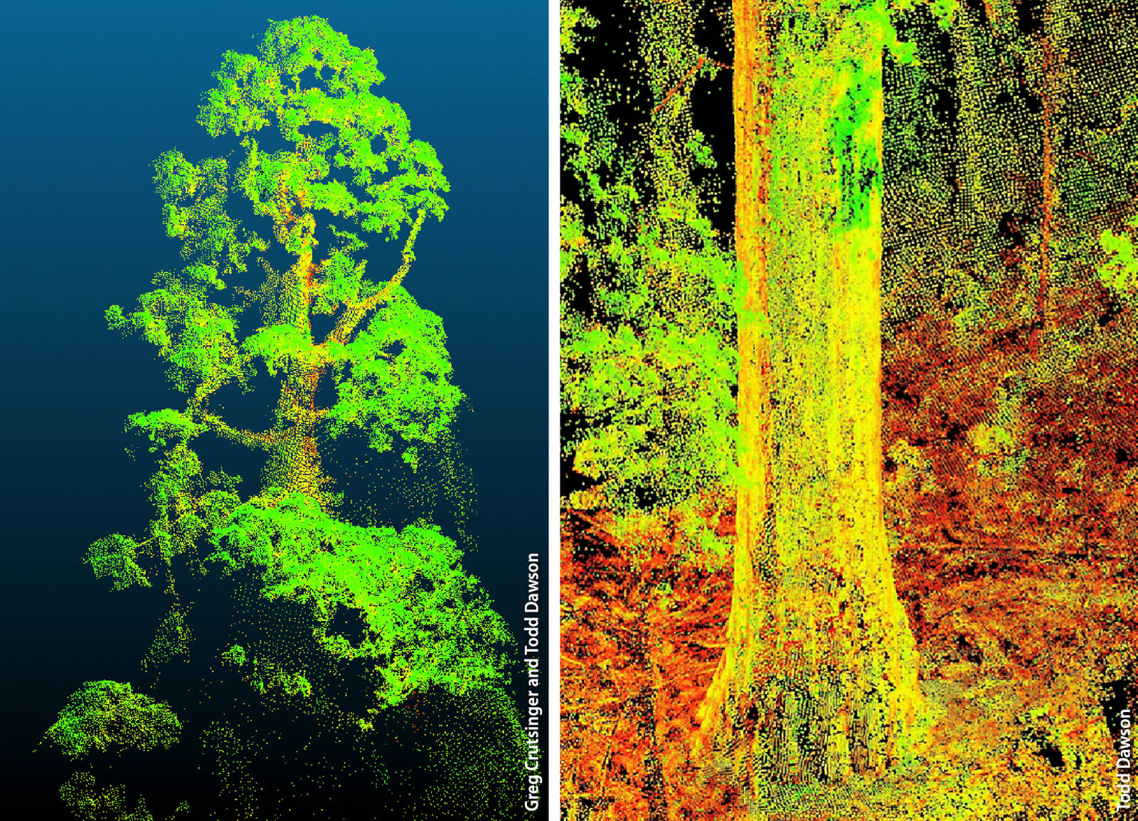 Precise 3-D maps of tress, like these of giant sequoias generated from multispectral images using Parrot Inc.'s Pix4D software, can yield information on water and carbon dioxide update, forest microclimates and forest carbon stocks.