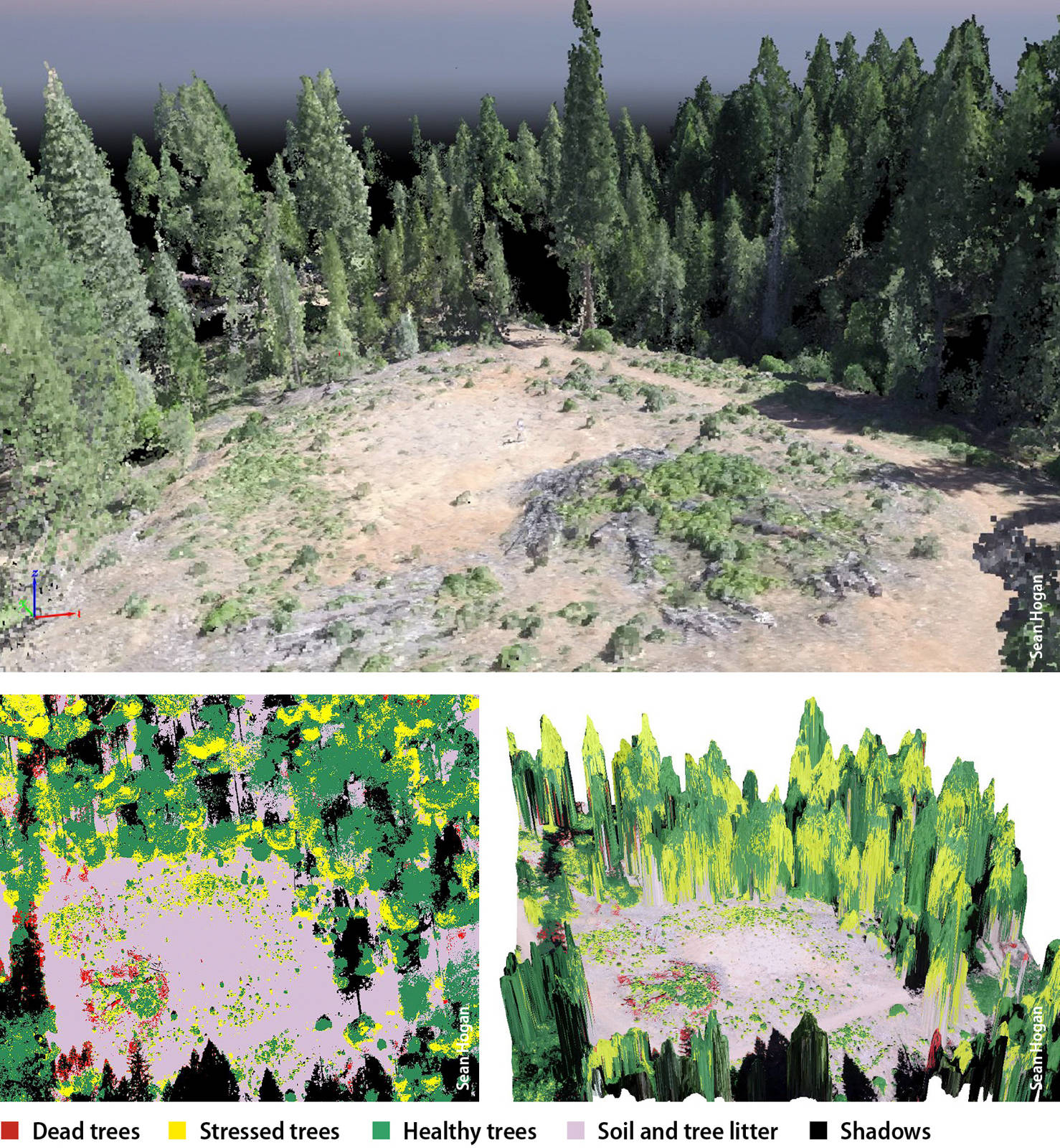 Photographic imagery gathered by a drone can be processed to enable early identification of trees stressed by bark beetles across a large area. The image at top shows a colorized point cloud, a 3-D representation of a stand of trees. The lower two images depict the same stand of trees (from slightly different angles); an analysis based on differences in foliage color is used to classify trees as healthy, stressed or dead. Images were collected with a GoPro 12-megapixel camera.