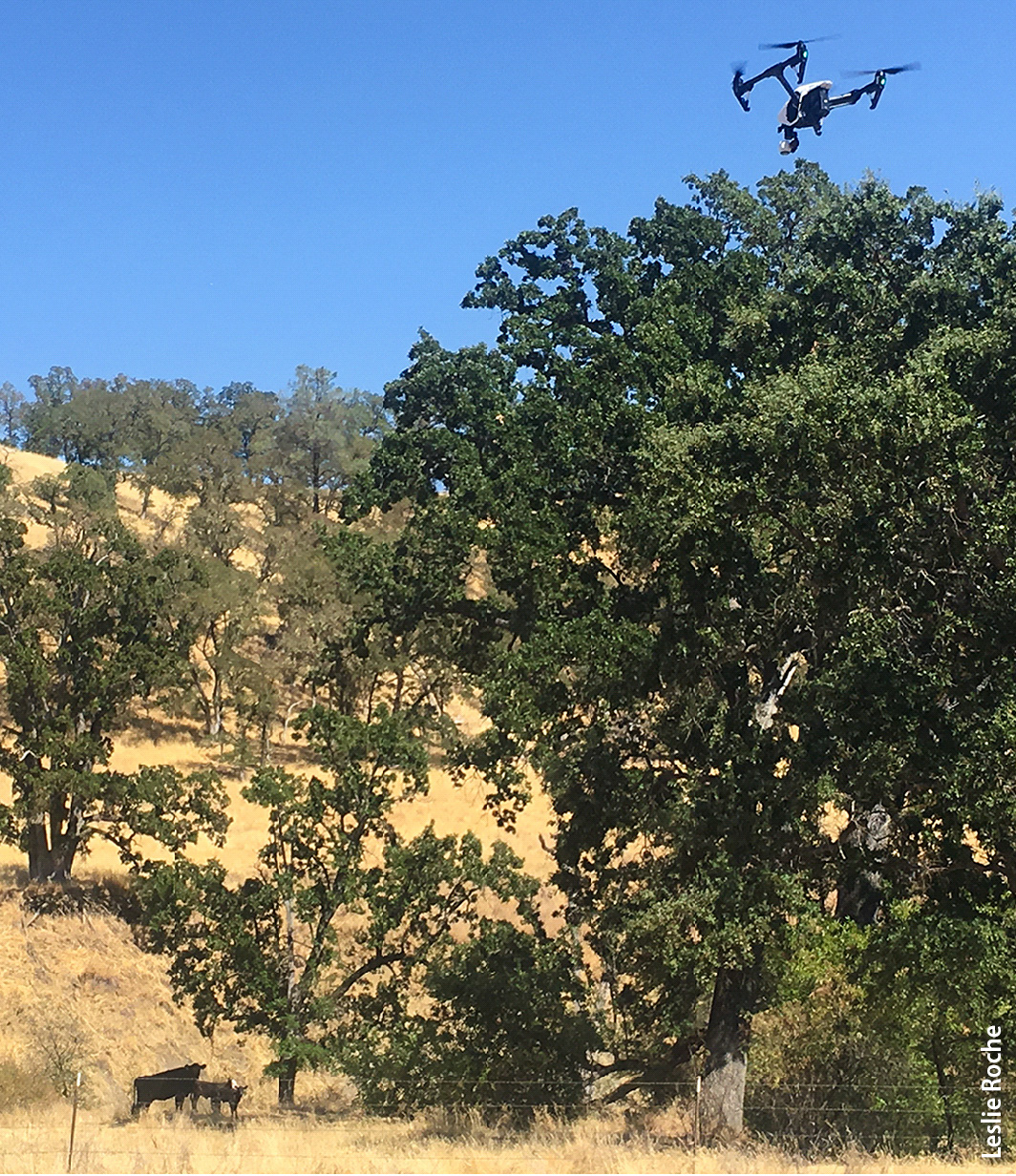 A DJI Inspire 1 drone flies over cattle for a rangeland ecology study at Gamble Ranch in Napa County.
