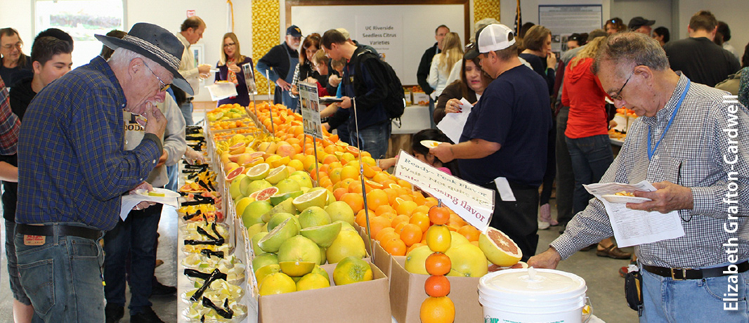 Lindcove REC's annual fruit display and tasting event in mid-December draws 200 to 300 people, including citrus growers making decisions about what to plant. HLB has halved citrus production in Florida; it is expected to arrive in commercial orchards in California within 5 years.