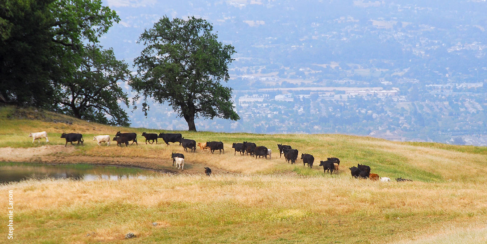 The study assessed four ecosystem services provided by Sonoma County landscapes: carbon storage, sediment retention, nutrient retention and water yield.