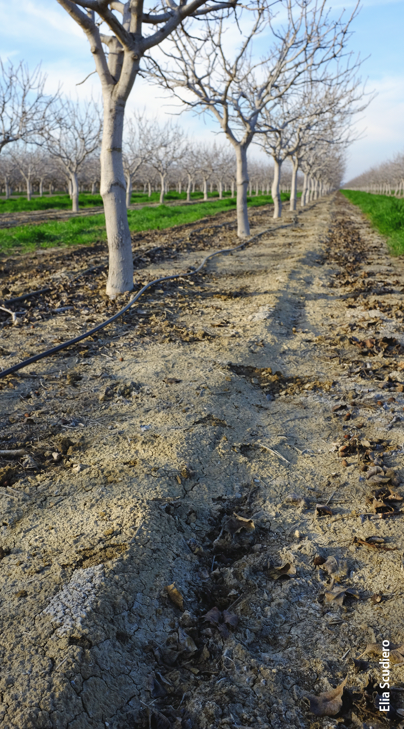 A saline-sodic pistachio orchard near Lemoore showing salt crust present in early winter. Remote-sensing predictions of root zone salinity showed excellent correspondence with the presence of salt crusts.