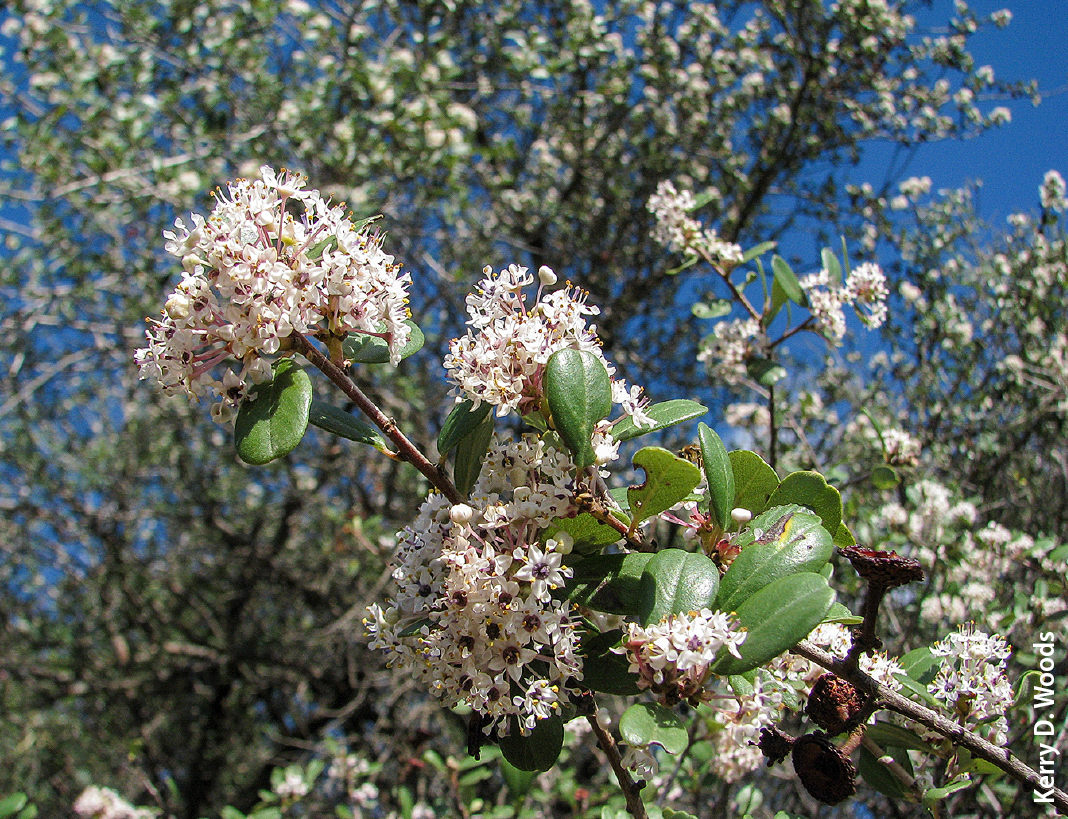 Prescribed fire tends to reduce some native shrubs, such as buckbrush (Ceanothus cuneatus), which is an important deer browse.