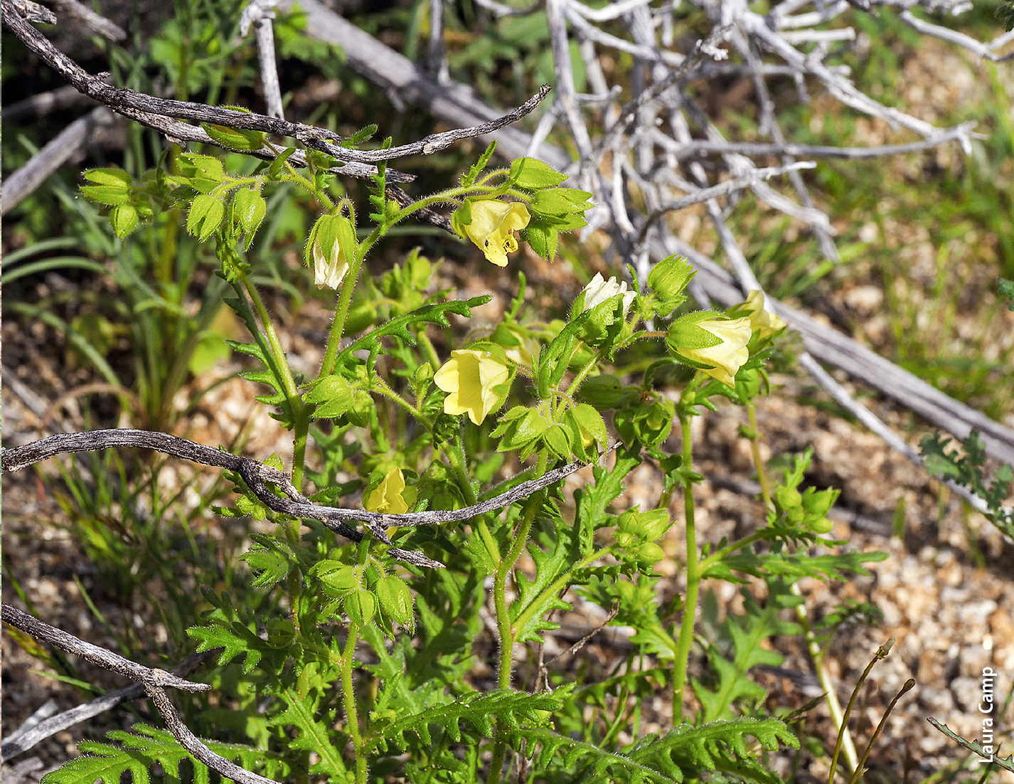 Whisperingbells (Emmenanthe penduliflora) may cycle the nitrogen in wildfire ash faster than nitrogen-fixing herbaceous plants.