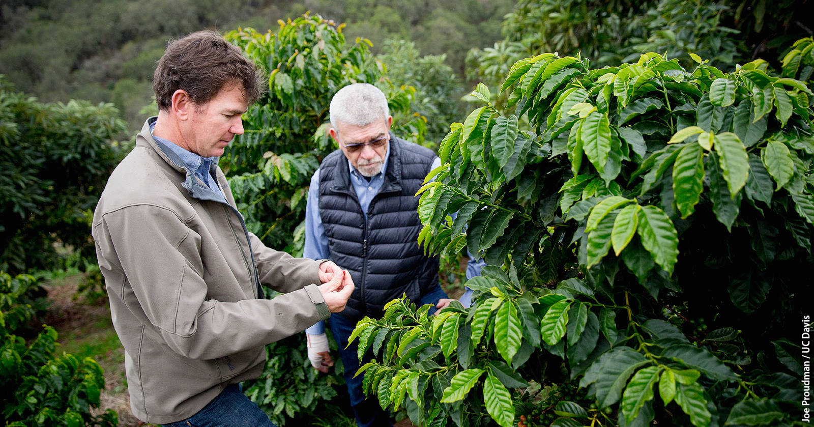Good Land Organics farmer Jay Ruskey (left) and UC Davis researcher Juan Medrano (right) examine coffee cherries at Good Land Organics in Goleta, California, in 2016. Medrano and his team used samples from Ruskey's coffee trees to sequence the Coffea arabica genome.