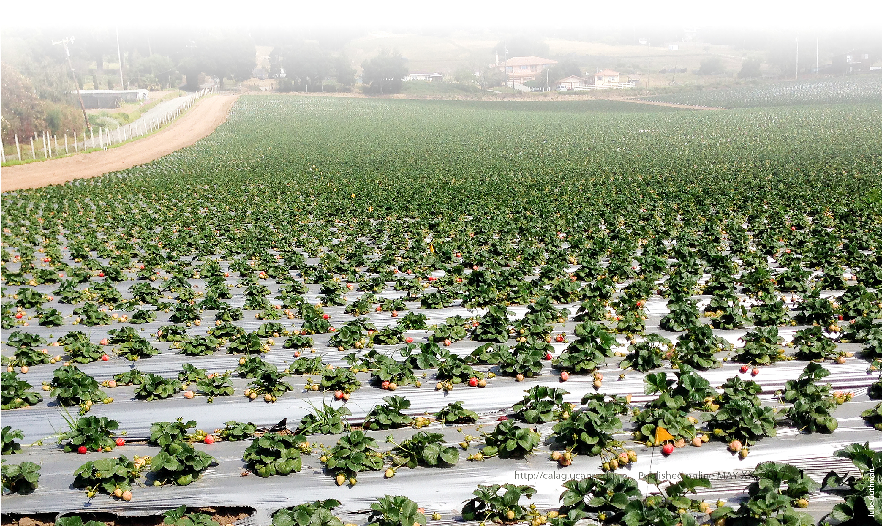 As methyl bromide use declined during the phaseout period, most of the California strawberry growers surveyed increased their use of alternative fumigants such as chloropicrin.