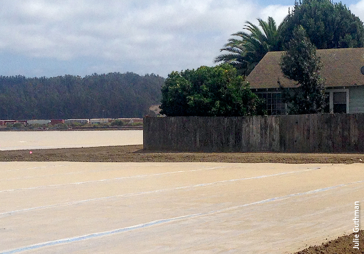 A buffer zone around a home in Monterey County. To reduce human exposure to fumigants, California regulations require growers to maintain unfumigated buffer zones between fumigant applications and nearby buildings. One consequence, according to the strawberry growers surveyed, has been a shift, where feasible, to more remote locations.
