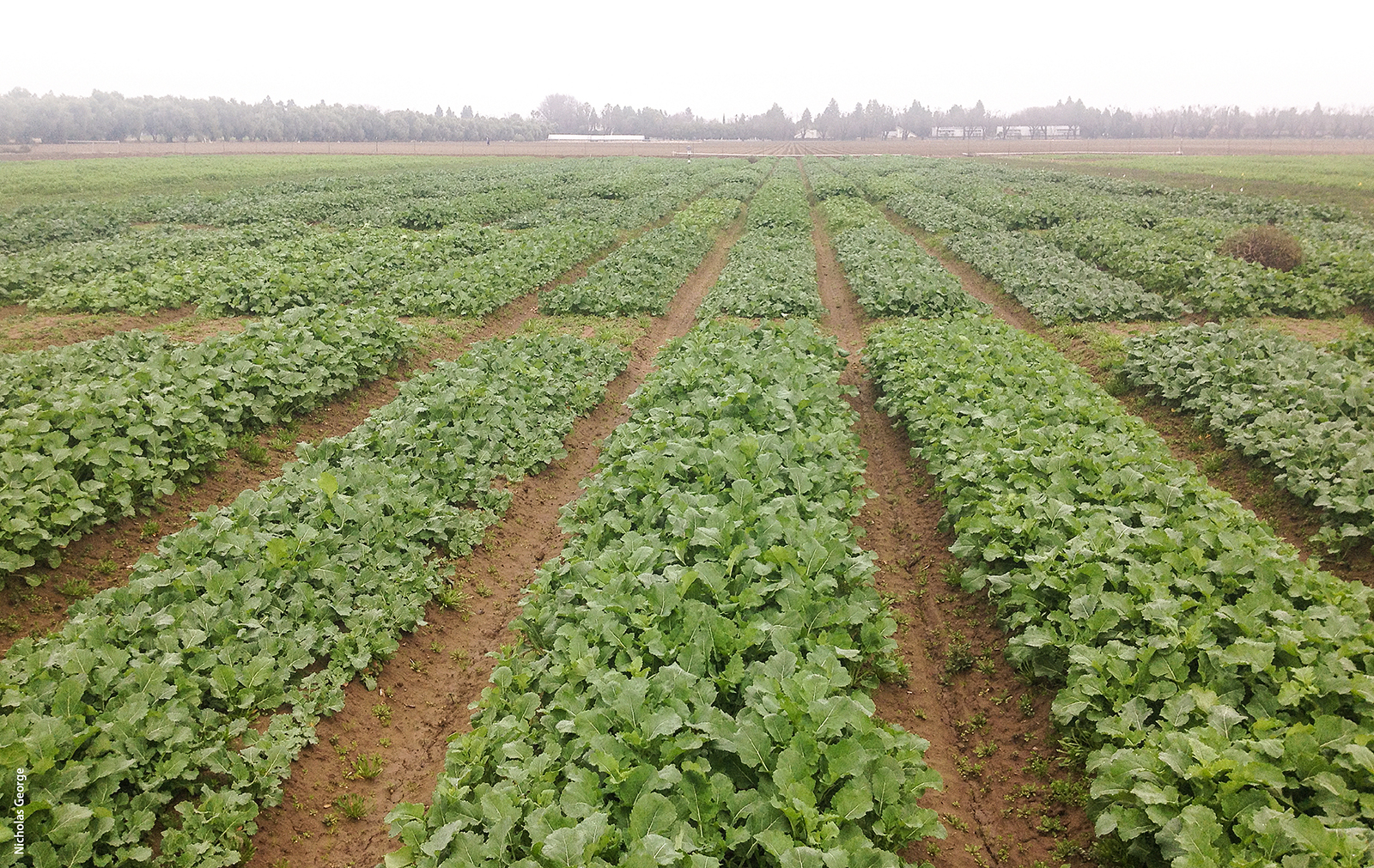 A variety trial of canola several weeks after sowing at UC Davis. Researchers predict that canola yield in the Sacramento Valley could be over 3,100 pounds per acre under rain-fed production, which would make it economically competitive with wheat in the region.