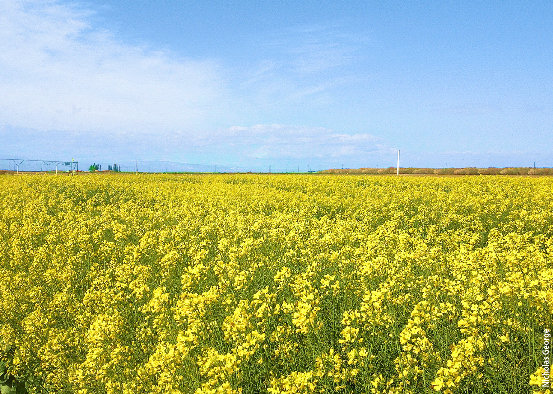 A field of canola in full bloom at West Side Research and Extension Center. A high canola yield is more likely if it is sown at the right time — it must be late enough in the fall that the risk of dry conditions during germination and establishment is low, and early enough to optimize canopy leaf area at flowering.