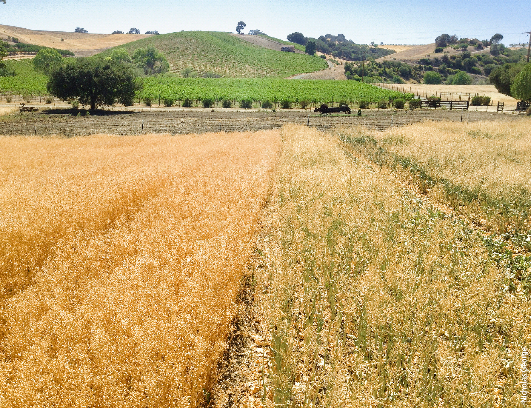 Although camelina has lower yields, it is more drought tolerant than canola and is a less risky option when canola cannot be planted as a result of suboptimal seedbed conditions. At Rossier Family Farm in Paso Robles, this field of camelina (left) produced a harvestable crop, while an adjacent field of canola (right) failed due to a lack of rain.