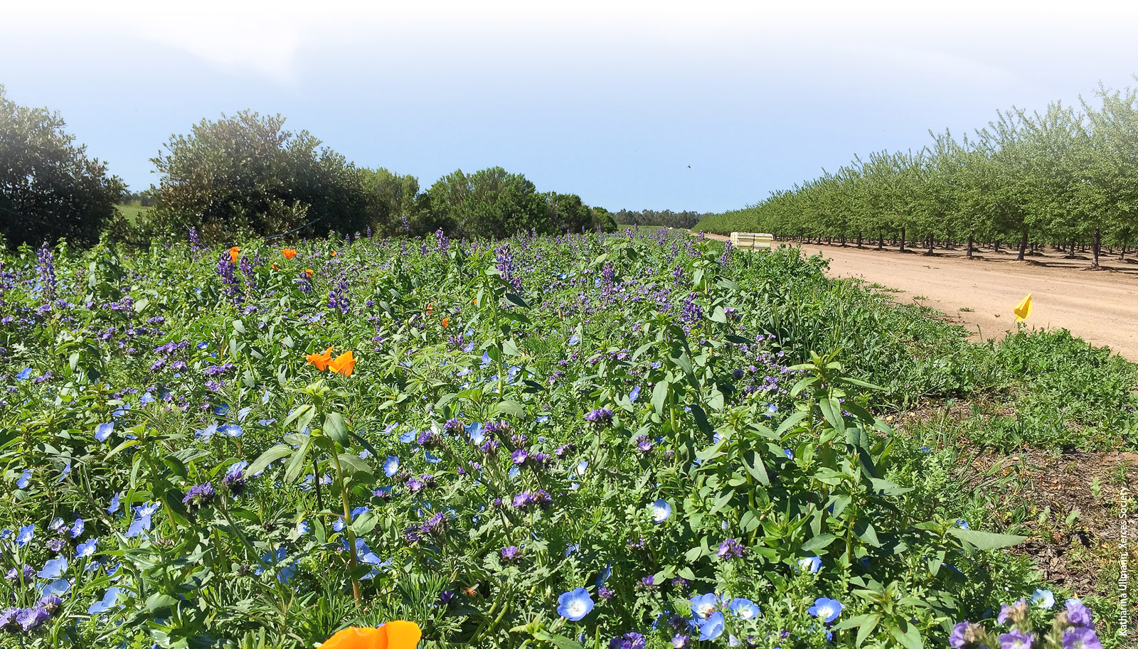 A hedgerow bordering an almond orchard in Yolo County has been planted with native flowering shrubs and a forb understory of annual and perennial wildflowers. Hedgerows support bees and other pollinators as well as the natural enemies of pest insects and mites.