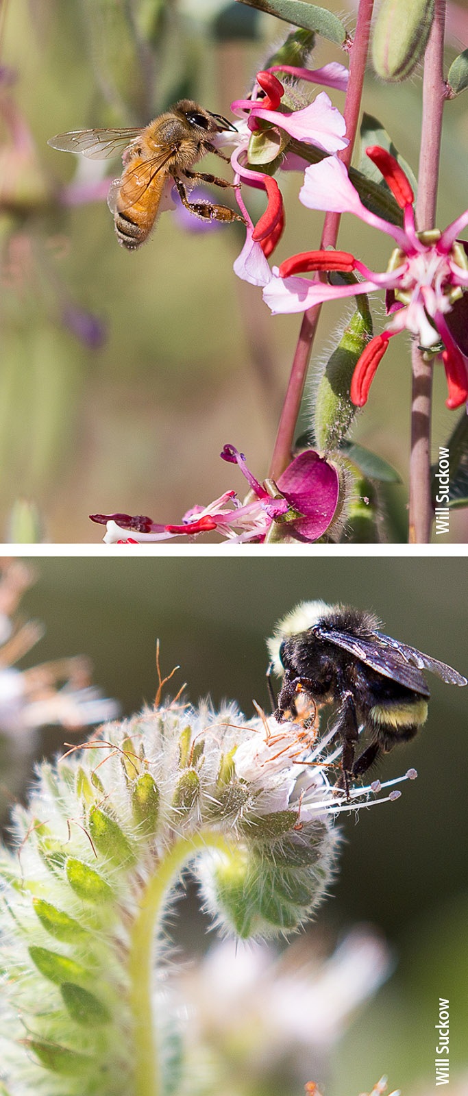 Above, bees visit wildflowers in a hedgerow: a honey bee on elegant clarkia (Clarkia unguiculata) and a bumble bee on California phacelia (Phacelia californica).