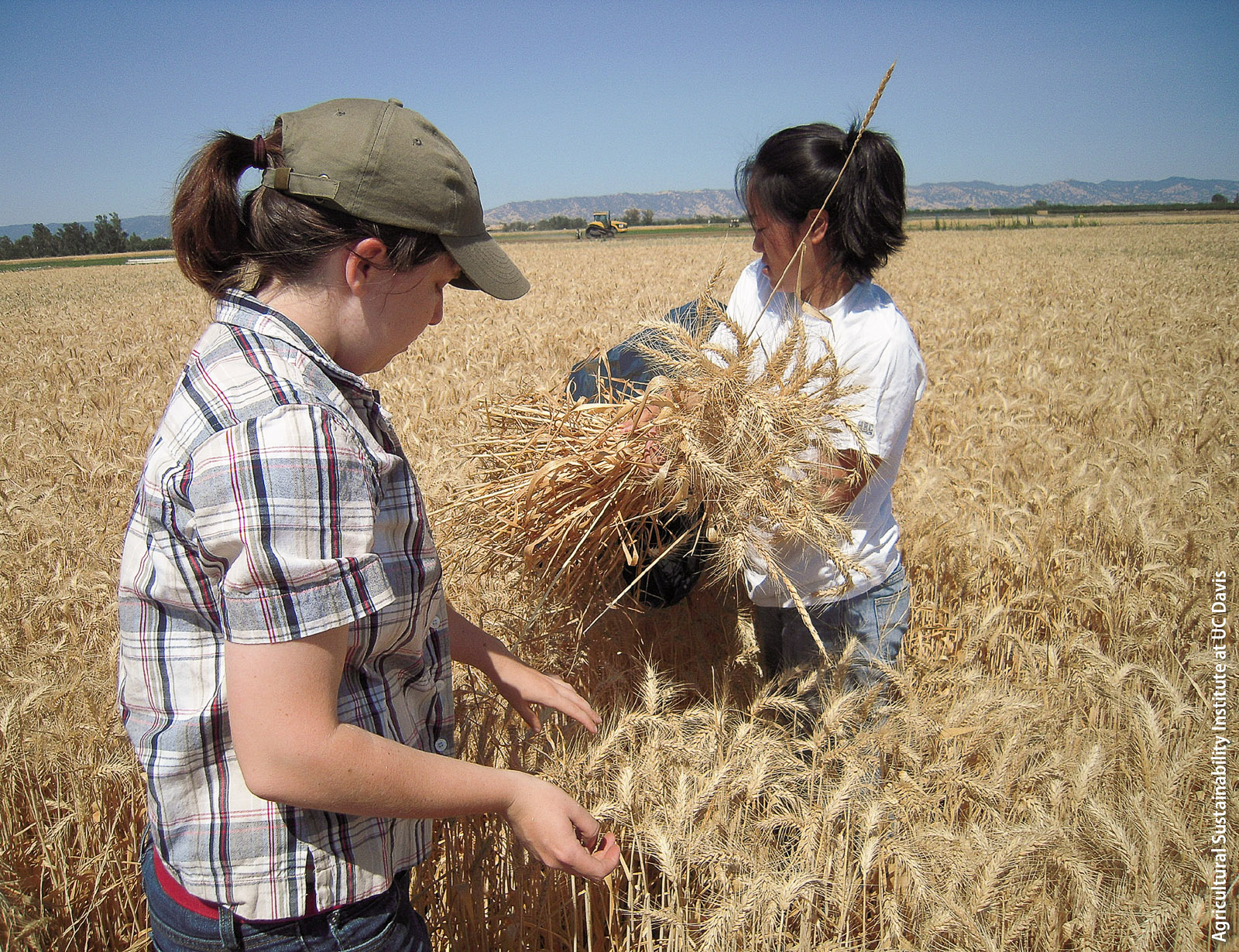 Researchers at RRSAF are evaluating new varieties of climate-smart crops, such as perennial wheat, for their yield and resilience in California's Mediterranean climate. Here, students hand harvest wheat for data collection.