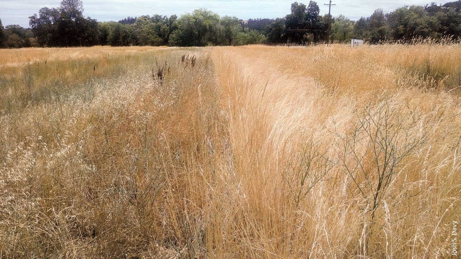 Results from a 5-year rangelands study suggest that perennial grasses, including Flecha tall fescue and several varieties of hardinggrass, established well and suppressed yellow starthistle, an invasive weed. Here, yellow starthistle completely invaded the control plot (left), but not the Flecha tall fescue plot (right).