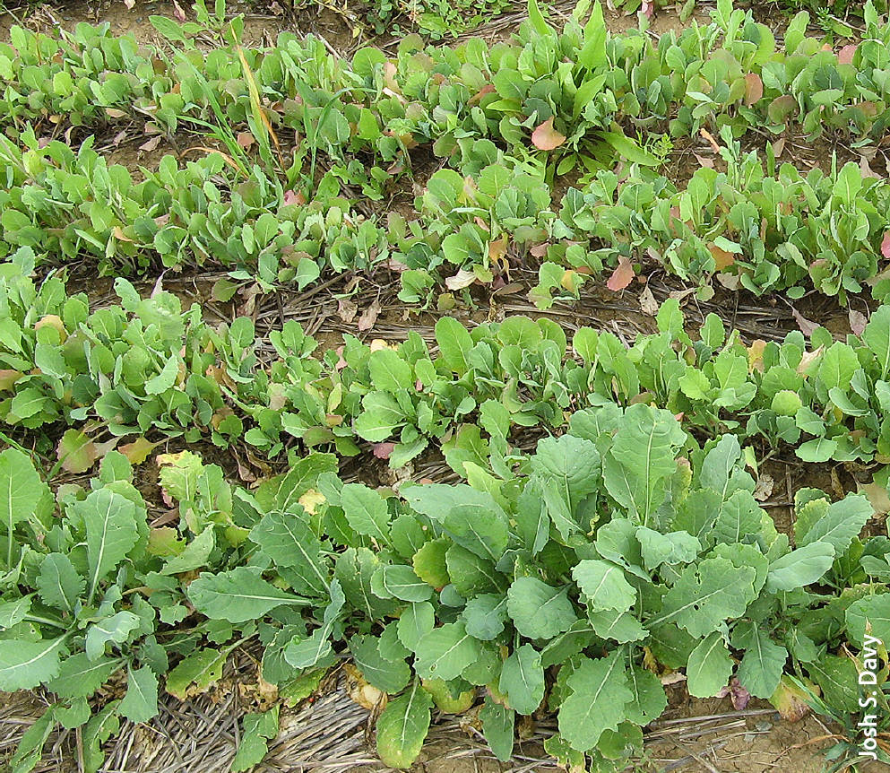 The annual herb Winfred forage brassica should be considered a single-season crop due to its lack of seed production.