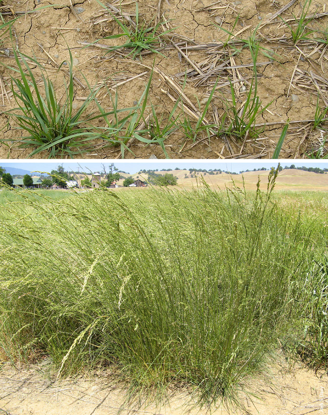 Perennial grasses such as Flecha tall fescue produce abundant forage and also provide a more stable ground cover for a longer period than annuals. Top, seedling Flecha tall fescue at the end of the first growing season (May 2010); bottom, established Flecha tall fescue (May 2013).