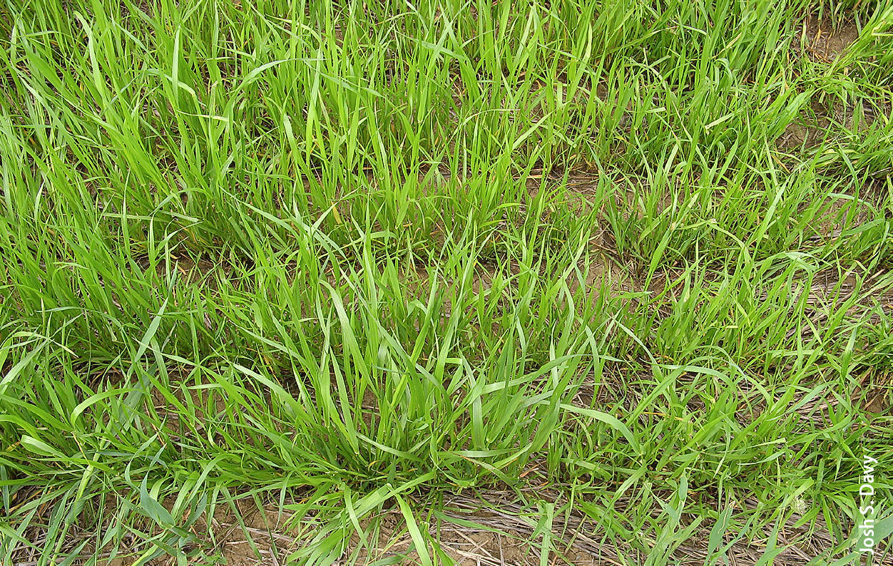 Gulf annual ryegrass established vigorously during its seeding year (April 2010).