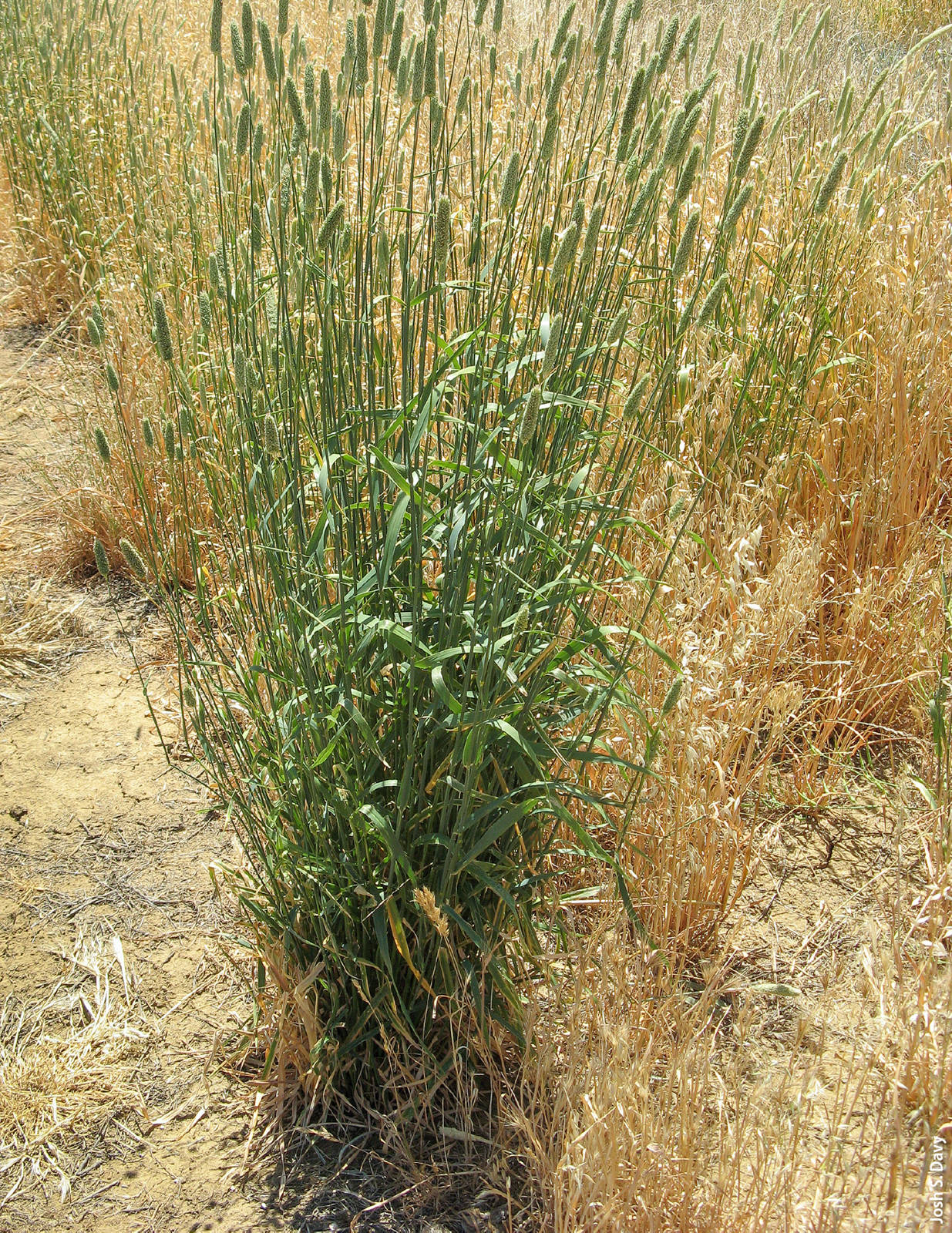Holdfast hardinggrass, a perennial developed in Australia, proved to be a viable replacement for Perla koleagrass if Perla seeds are not available.