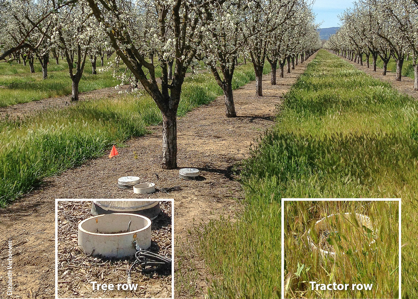 Gas flux chambers deployed in two functional locations — the tree row and tractor row — in a prune orchard. It is important to measure emissions from both locations because of differences in soil moisture, the availability of nitrogen compounds, soil temperature and other factors.