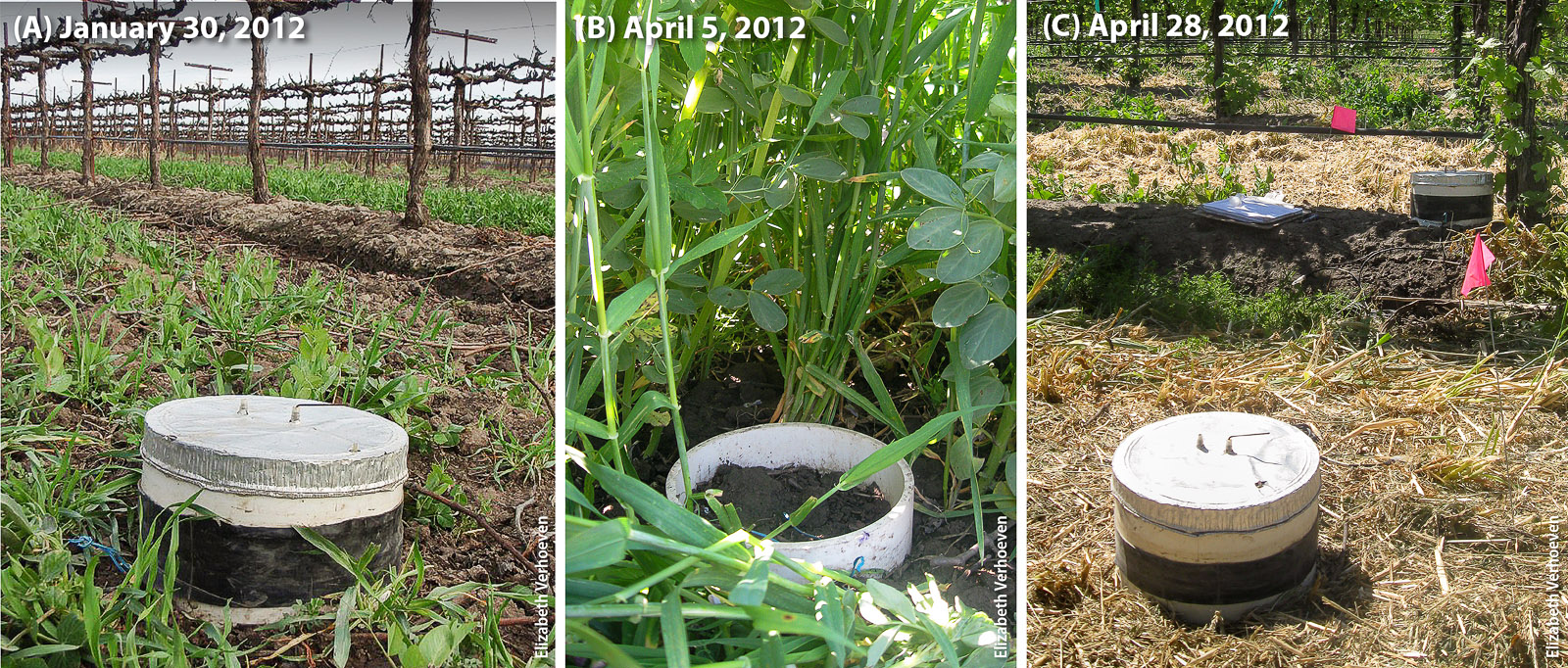 Photos show gas flux chambers and vegetation growth in the tractor row of a vineyard (A) early in cover crop growth, (B) at peak growth and (C) after mowing (with vine row in background). The images illustrate the dramatic differences in vegetation between functional locations and at different points in the year, and thus the need for field measurements of N2O emissions across functional locations and throughout the year.