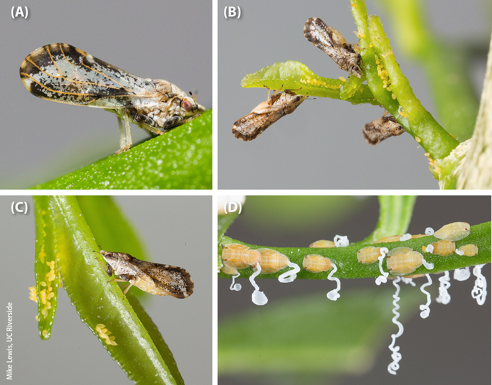 Asian citrus psyllid life stages: (A) adult psyllid feeding on young tissue, (B, C) gravid adult females and eggs on citrus flush and (D) nymphs producing white honeydew secretions that are harvested by Argentine ants.