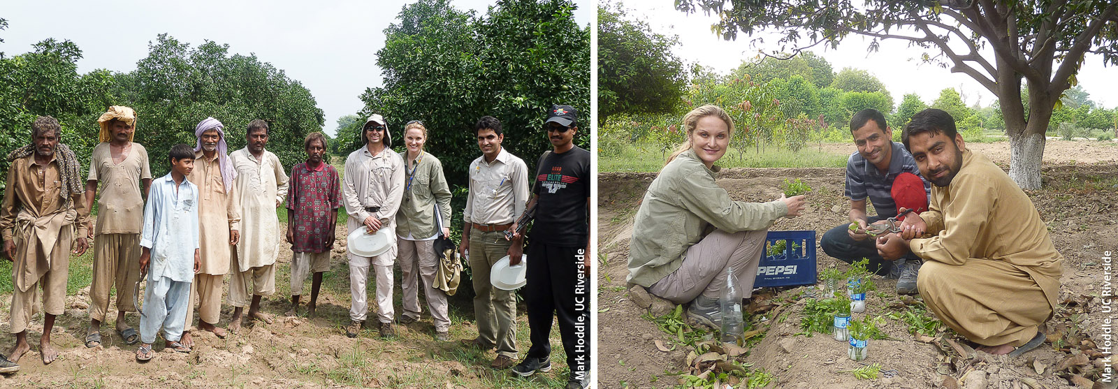 UC researchers collaborated with researchers at the University of Agriculture, Faisalabad, in Punjab, Pakistan, to collect natural enemies of ACP. Left, fieldwork in some areas involved assistance from citrus farmers. Right, at the university citrus research orchard, Christina Hoddle (left) processed ACP-infested citrus cuttings before taking them to a lab to rear the parasitoids; here, she is working with students Shouket Zaman Khan (back center) and Saif ur Rehman (right front).