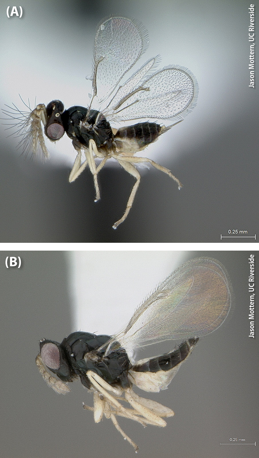 Adult Tamarixia radiata (A) male and (B) female. The latter kill Asian citrus psyllid nymphs through a combination of parasitism and host feeding.
