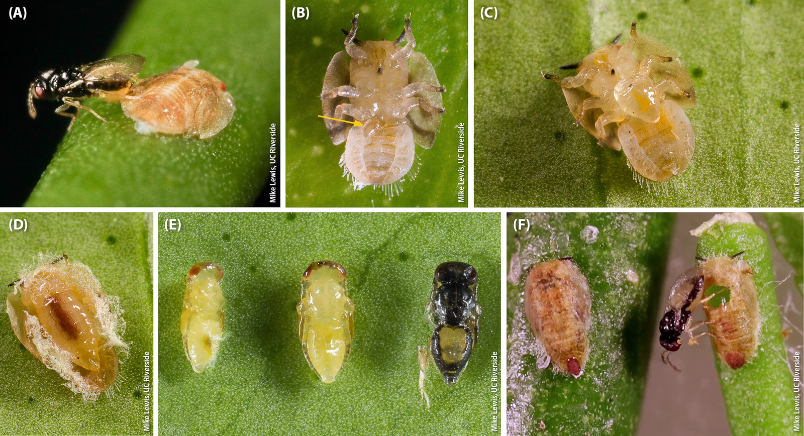 Tamarixia radiata developmental biology: (A) female laying an egg underneath a psyllid nymph, (B) parasitoid egg (arrow) attached to its host, (C, D) T. radiata nymph feeding externally on its host, (E) developing T. radiata pupae removed from ACP mummies and (F) an adult T. radiata that has emerged from the anterior region (circular exit hole) of the ACP mummy. T. radiata has established widely in Southern California since releases began in late 2011.