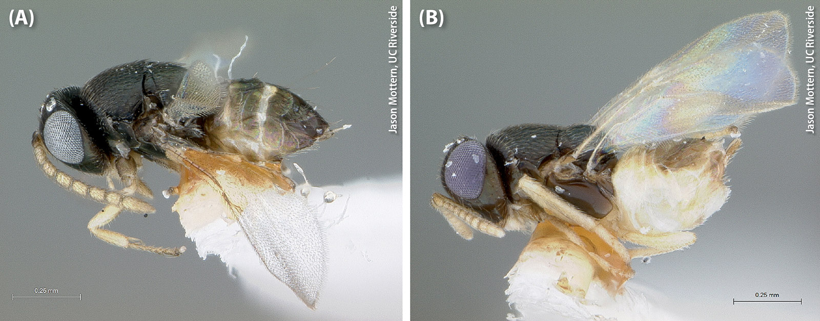 Adult Diaphorencyrtus aligarhensis (A) male and (B) female. Because D. aligarhensis parasitizes different ACP life stages than T. radiata, researchers are exploring the idea that the two species, which coexist in their native range, could complement each other in their attacks on ACP.