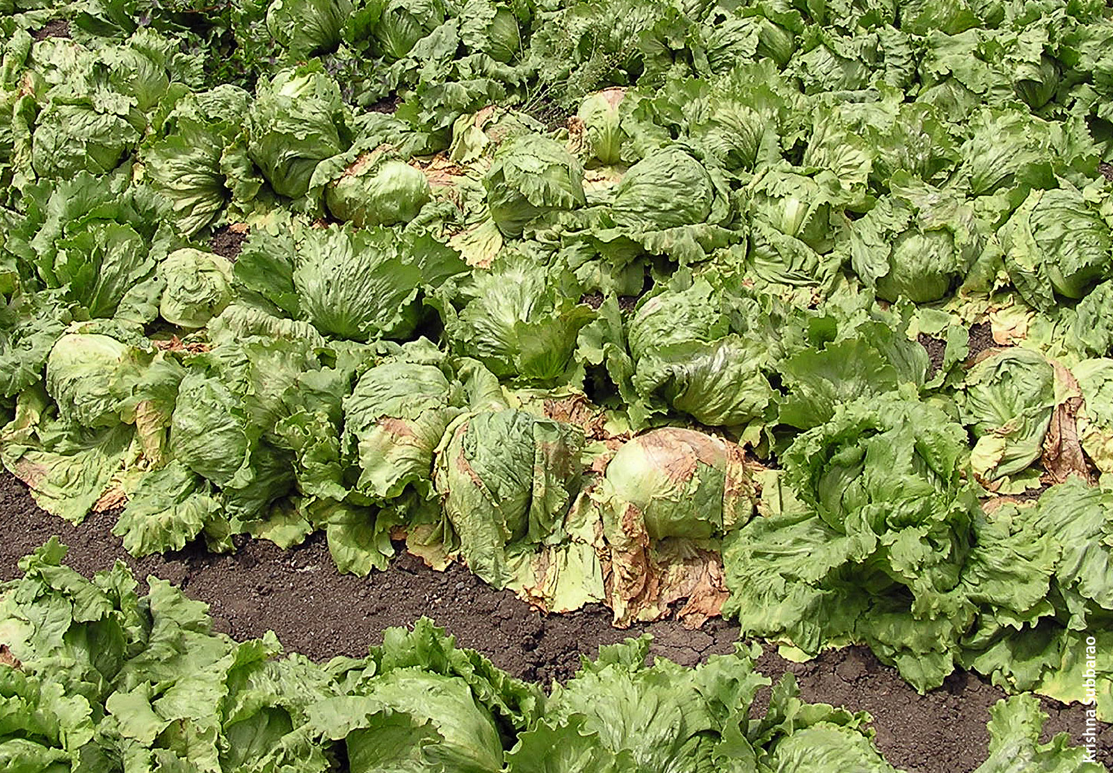 Lettuce infected with verticillium wilt. No effective treatment exists once plants are infected. Verticillium wilt can be controlled with soil fumigation, planting crops other than spinach, and the testing and cleaning spinach seeds.