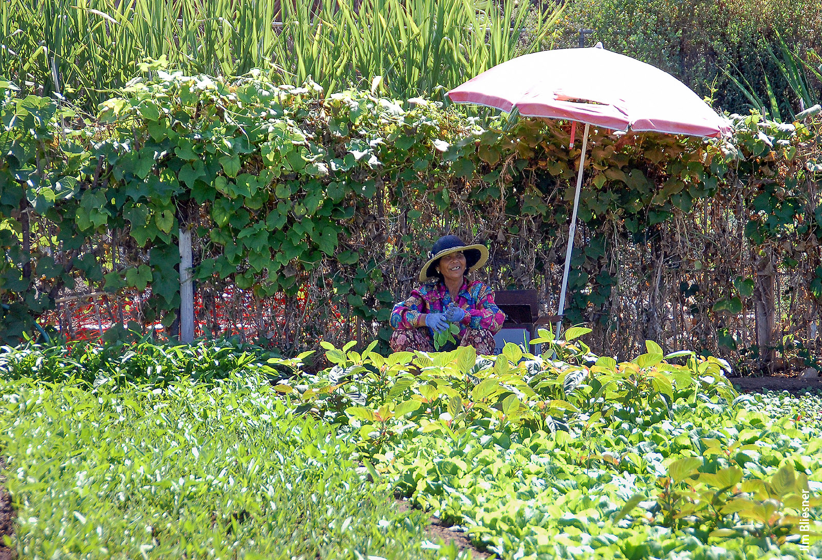 A gardener works in the shade at Tijuana River Valley Community Garden. The study survey collected information on what factors draw people to community gardening, including social, well-being and economic reasons.