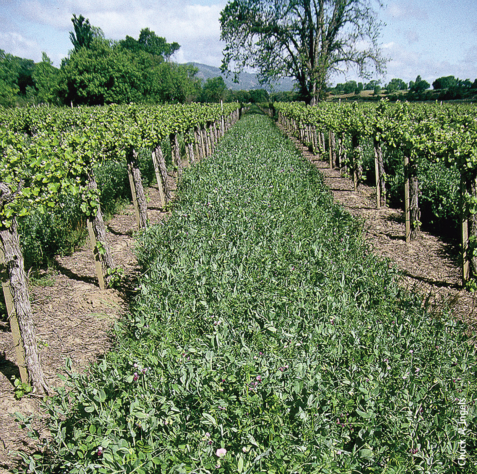 A vetch-pea cover crop in Mendocino County.