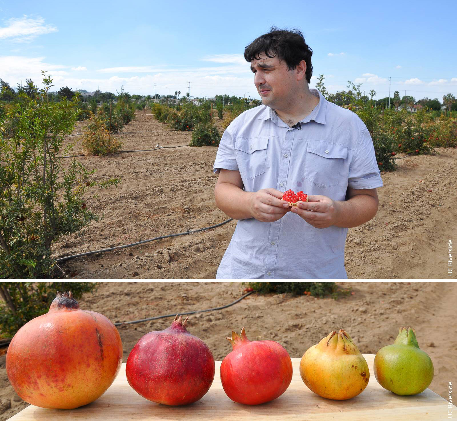 John Chater, a UC Riverside graduate student and Global Food Initiative Fellow, is carrying on a legacy of plant breeding work begun by his grandfather, who brought pomegranate seeds from Lebanon and launched a breeding program in Ventura County.