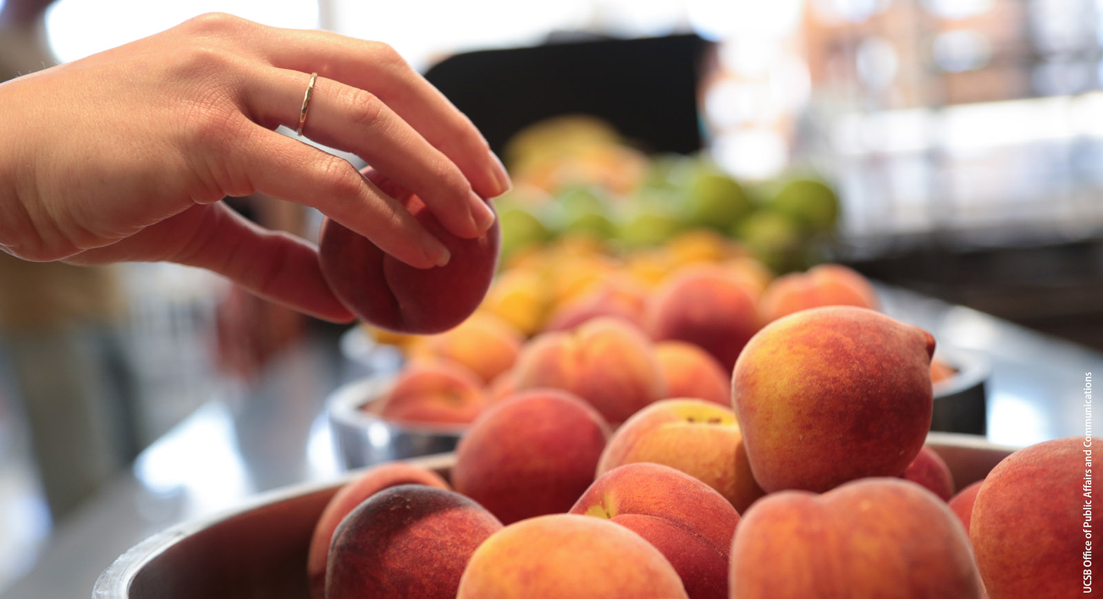 Locally grown peaches are served in the dining commons at UC Santa Barbara.