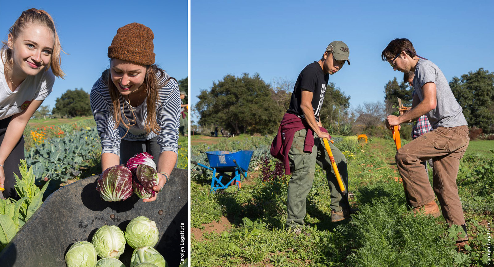 Student staff members and interns harvest produce at the UC Santa Cruz Center for Agroecology and Sustainable Food Systems farm.