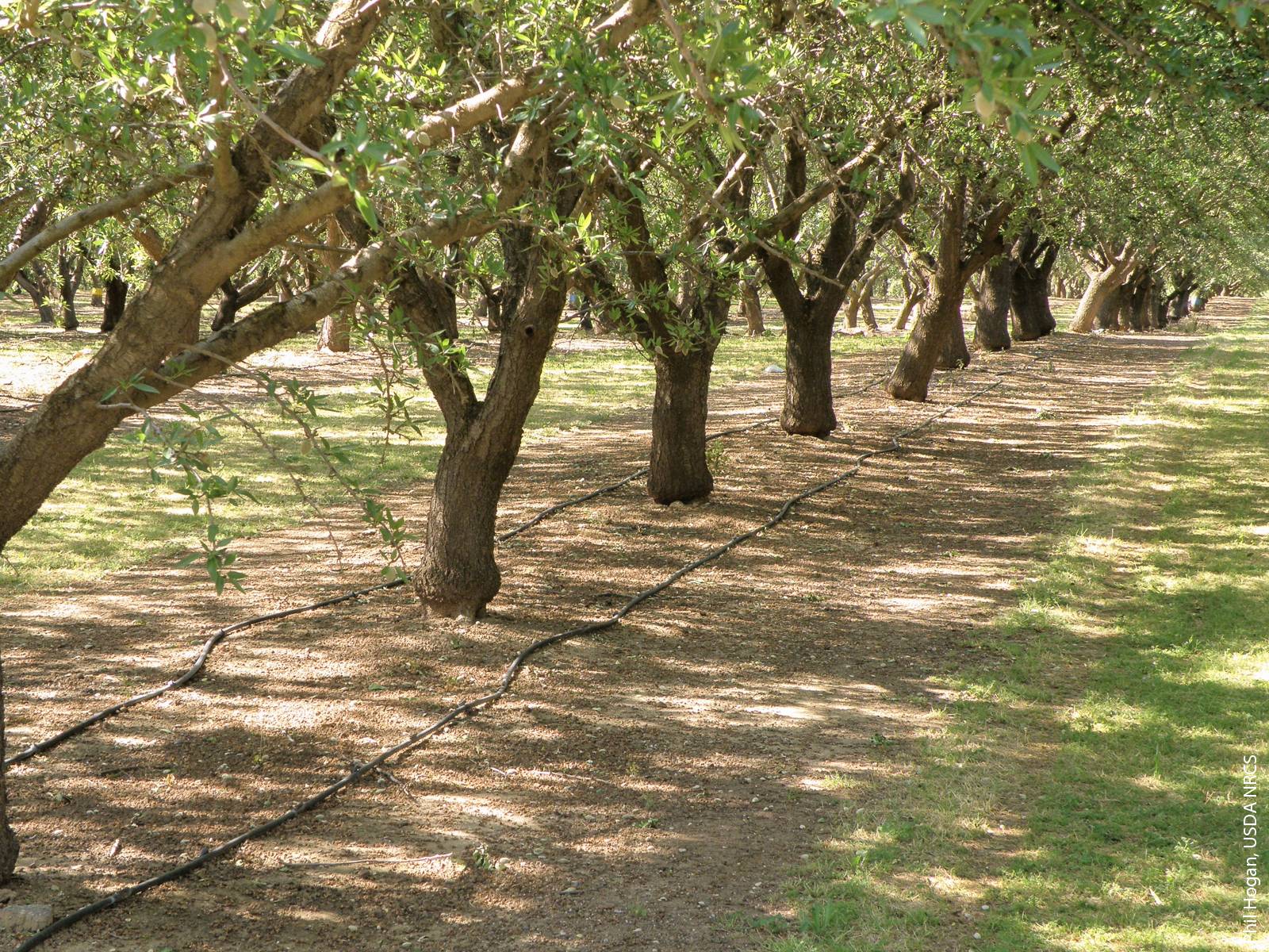 Some farmers in the study expressed concern about an increase in high-value orchard crops in previously uncultivated areas, which they felt had increased overall water application in the region and contributed to increases in the price of agricultural land.