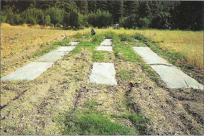 Site location for bermudagrass and redroot pigweed control in Humboldt County, 1989. The picture was taken 10 weeks after solarization began. The bare strips are where tarps were removed after 6 weeks; tarps still in place indicate the 14-week solarization.