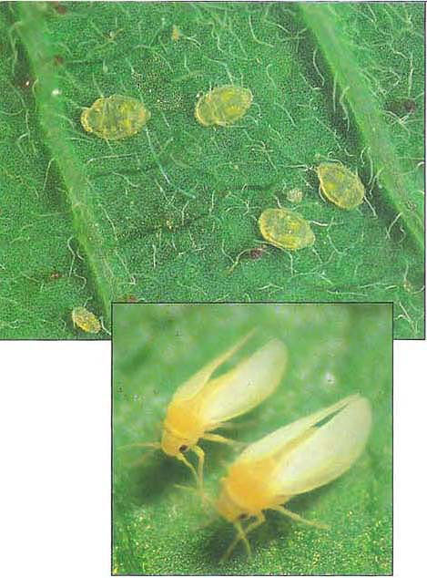 At top, Bemisia tabaci inflicts the majority of its feeding damage during the nymph stage. (Photo by Jack Kelly Clark) Above, whiteflies in courtship.