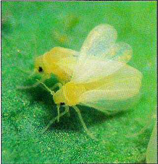 Silverleaf whiteflies in copulation.