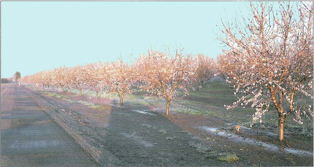 Almond orchard north of Chico which was site of ground cover experiments.