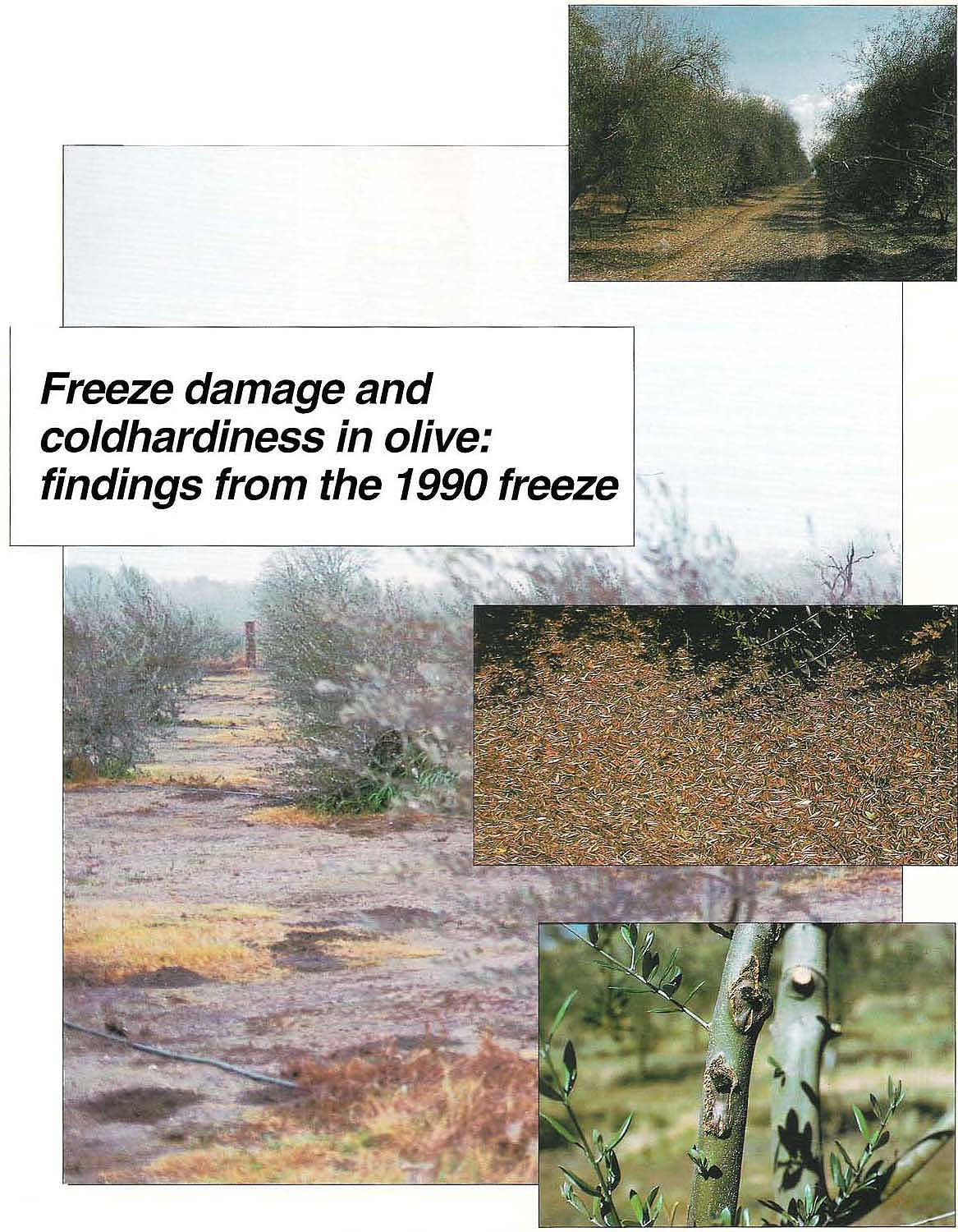 Freeze damage and coldhardiness in olive: findings from the 1990 freeze