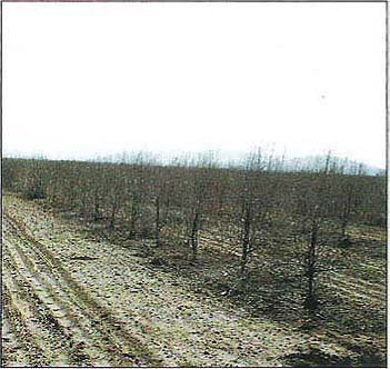 ‘Manzanillo’ trees in an orchard near Visalia show the extensive freeze damage characteristic of young trees.