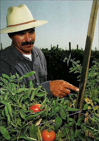 Tulare County-based Farm Advisor Manuel Jiménez helped develop “pheromone confusion” techniques enabling small farmers to disrupt tomato pinworm reproduction. Recently, large-scale tomato producers have also shown an interest in this technology.