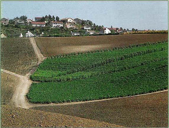 Housing developments and other forms of urban encroachment have replaced much of San Diego County's former farmland.