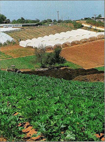 In addition to their on-site insectary, the Rodriguezes employ cover crops and composted chicken manure (middle of picture) for fertilizer. Greenhouses are used to grow organic tomatoes early in the season.